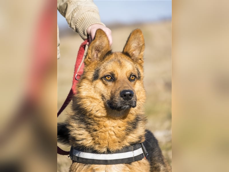 Franko SI – freundlicher Rüde sucht neues Zuhause