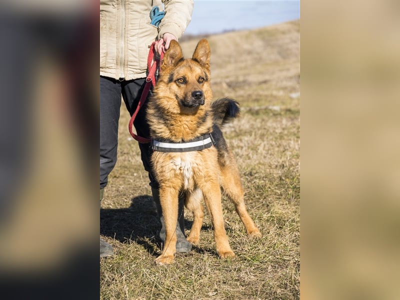 Franko SI – freundlicher Rüde sucht neues Zuhause