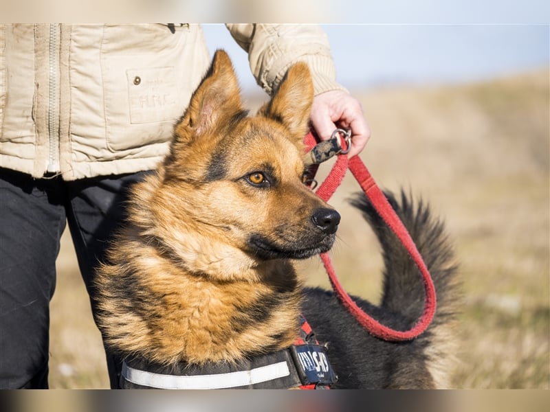 Franko SI – freundlicher Rüde sucht neues Zuhause