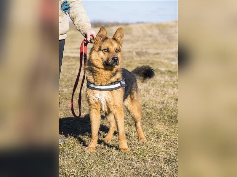 Franko SI – freundlicher Rüde sucht neues Zuhause