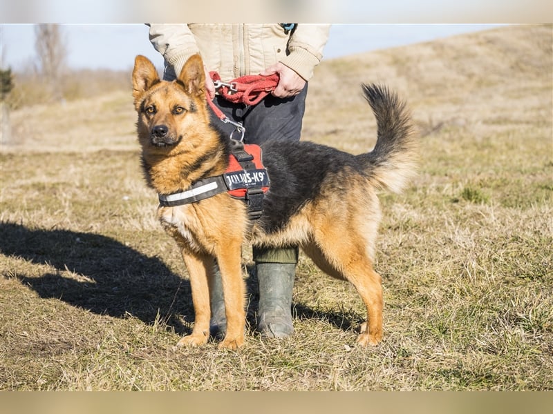 Franko SI – freundlicher Rüde sucht neues Zuhause