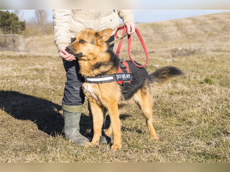 Franko SI – freundlicher Rüde sucht neues Zuhause