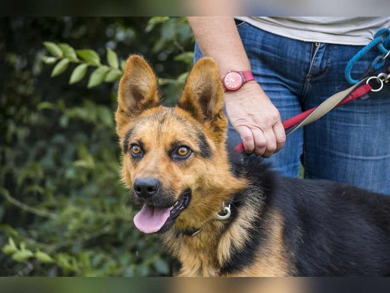 Franko SI – freundlicher Rüde sucht neues Zuhause