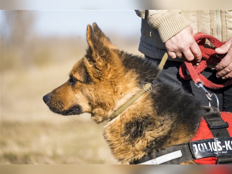 Franko SI – freundlicher Rüde sucht neues Zuhause