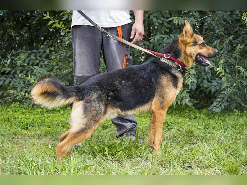 Franko SI – freundlicher Rüde sucht neues Zuhause