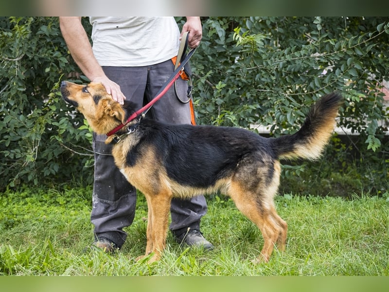 Franko SI – freundlicher Rüde sucht neues Zuhause