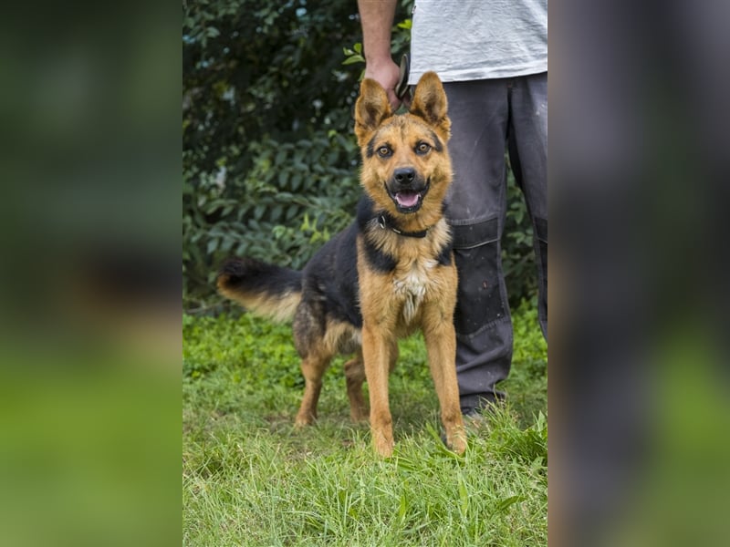 Franko SI – freundlicher Rüde sucht neues Zuhause