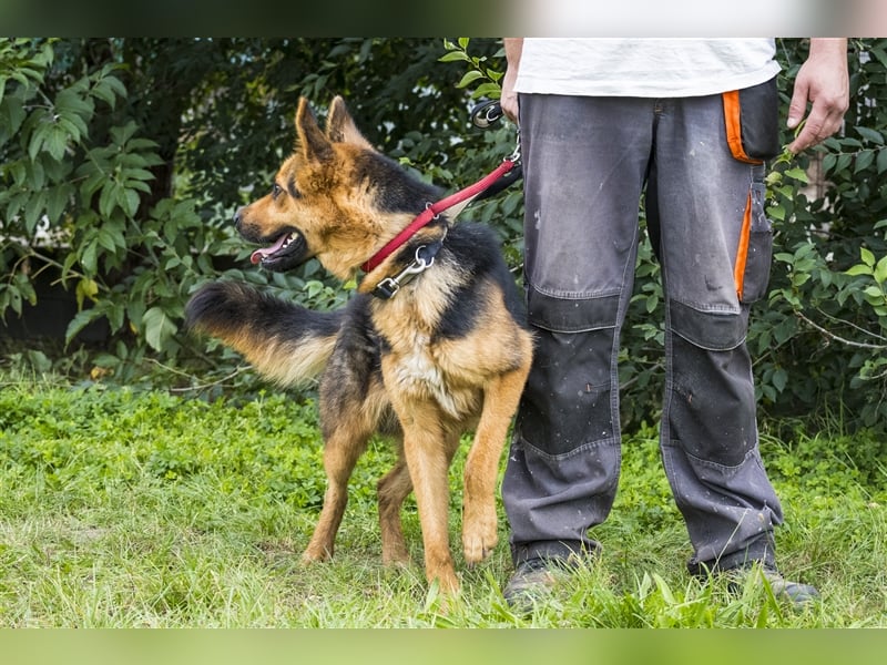Franko SI – freundlicher Rüde sucht neues Zuhause