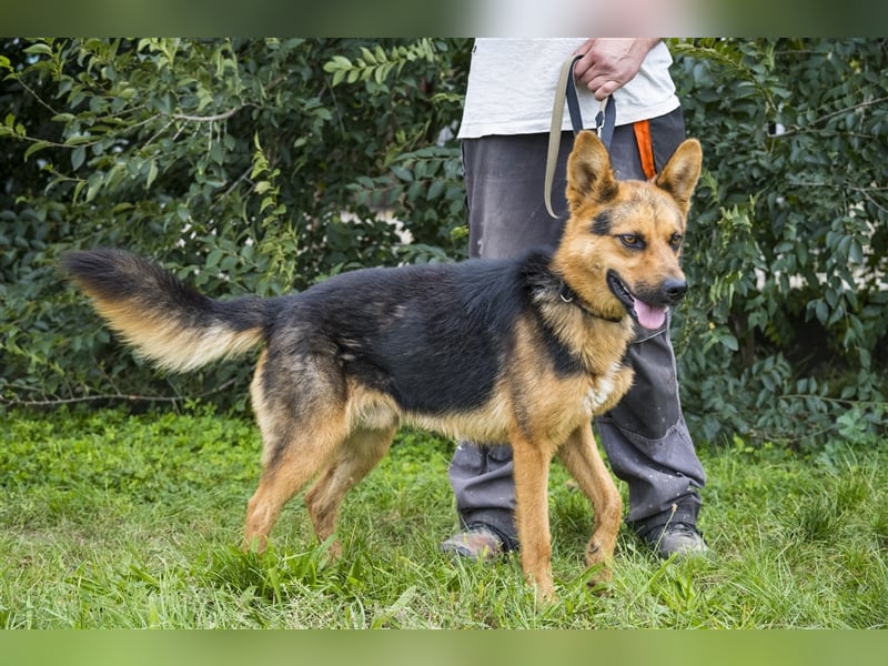 Franko SI – freundlicher Rüde sucht neues Zuhause