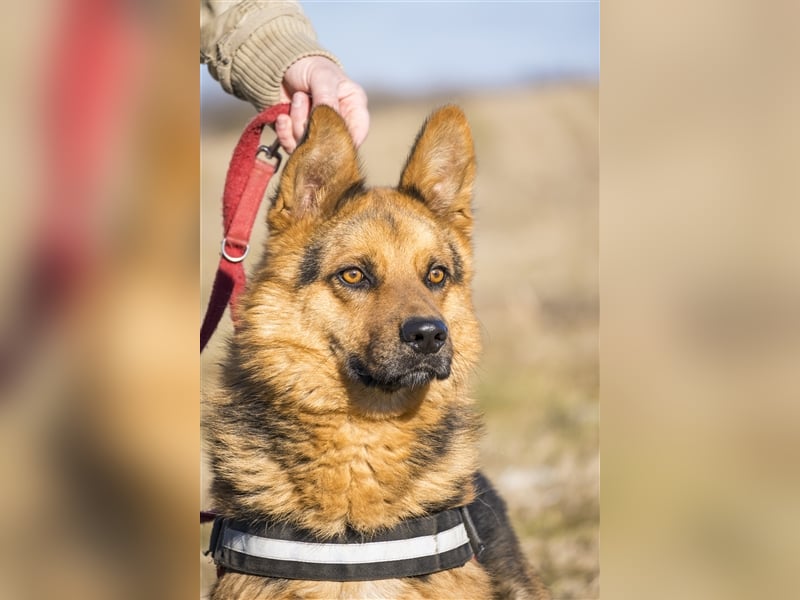 Franko SI – freundlicher Rüde sucht neues Zuhause