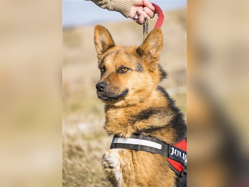 Franko SI – freundlicher Rüde sucht neues Zuhause