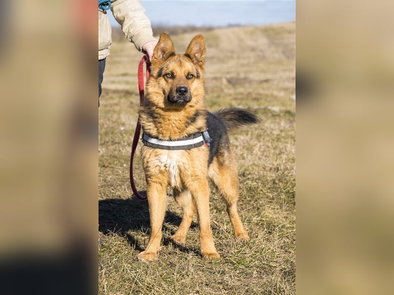 Franko SI – freundlicher Rüde sucht neues Zuhause