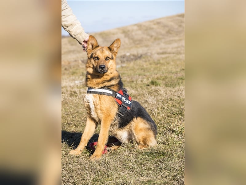 Franko SI – freundlicher Rüde sucht neues Zuhause