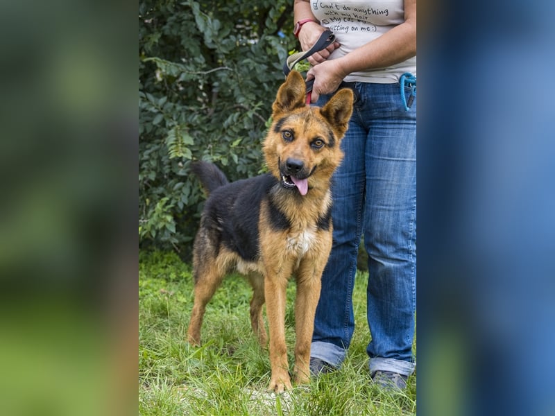 Franko SI – freundlicher Rüde sucht neues Zuhause