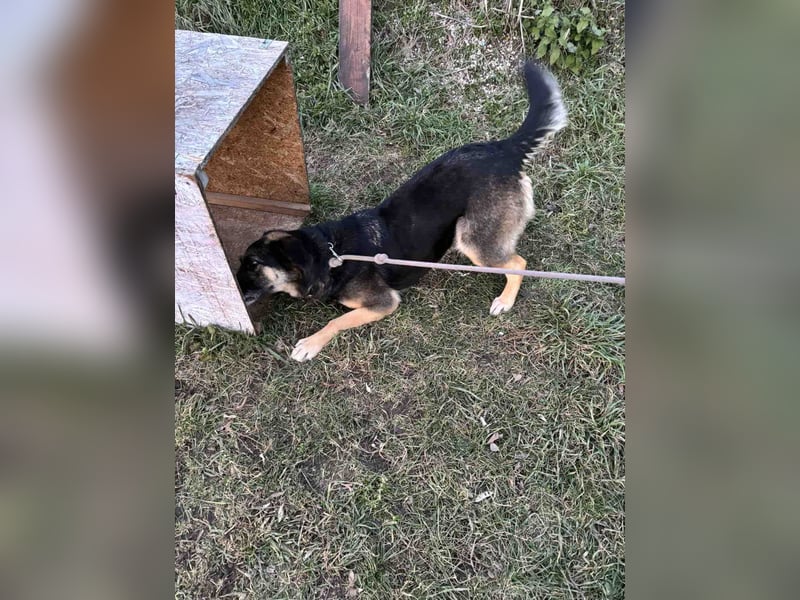 Roxana – gebrochene Seele sucht ihr Glück