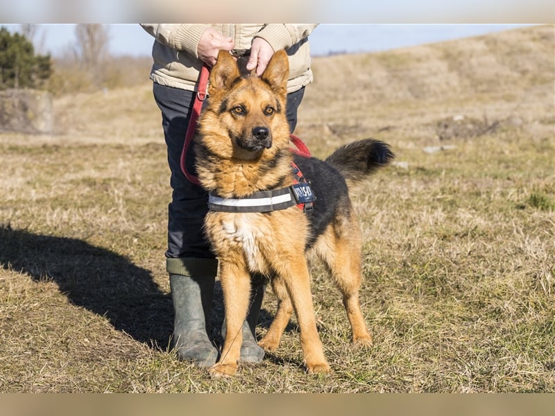 Franko SI – freundlicher Rüde sucht neues Zuhause