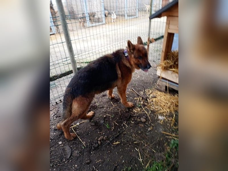 Notfell JACK, Schäfi-Rüde, ca. 7 Jahre, ca. 60cm, Tierschutz Rumänien