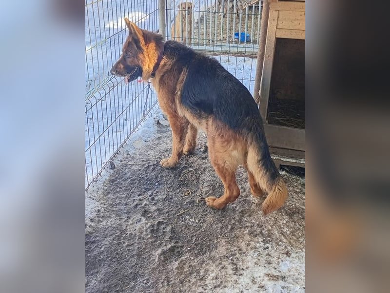 Notfell JACK, Schäfi-Rüde, ca. 7 Jahre, ca. 60cm, Tierschutz Rumänien