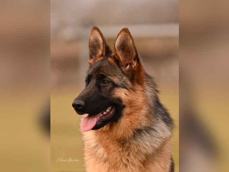 Deutsche Schäferhund, 9 Monate alt