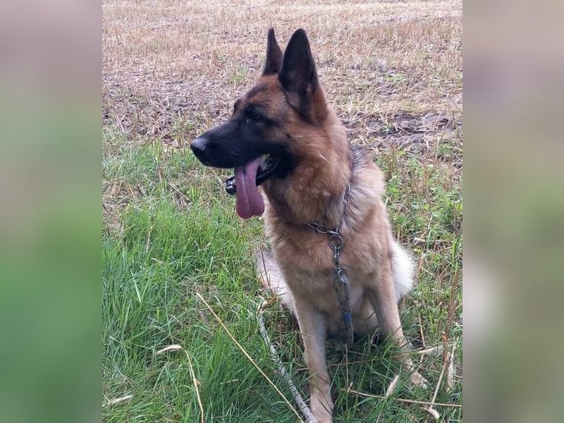 Kiki - ist wachsam&kinderlieb