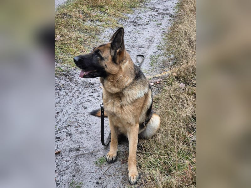 Kiki - ist wachsam&kinderlieb