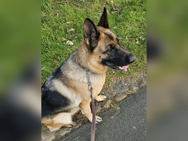 Kiki - ist wachsam&kinderlieb