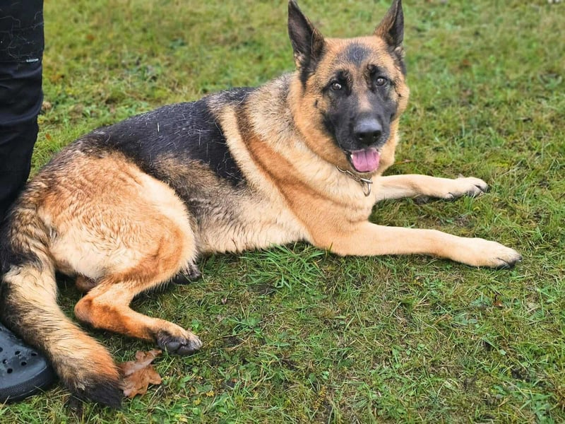 Kiki - ist wachsam&kinderlieb