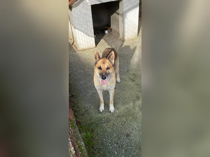 Hund Rüde Tierschutz Deutscher Schäferhund Bundesweite Vermittlung