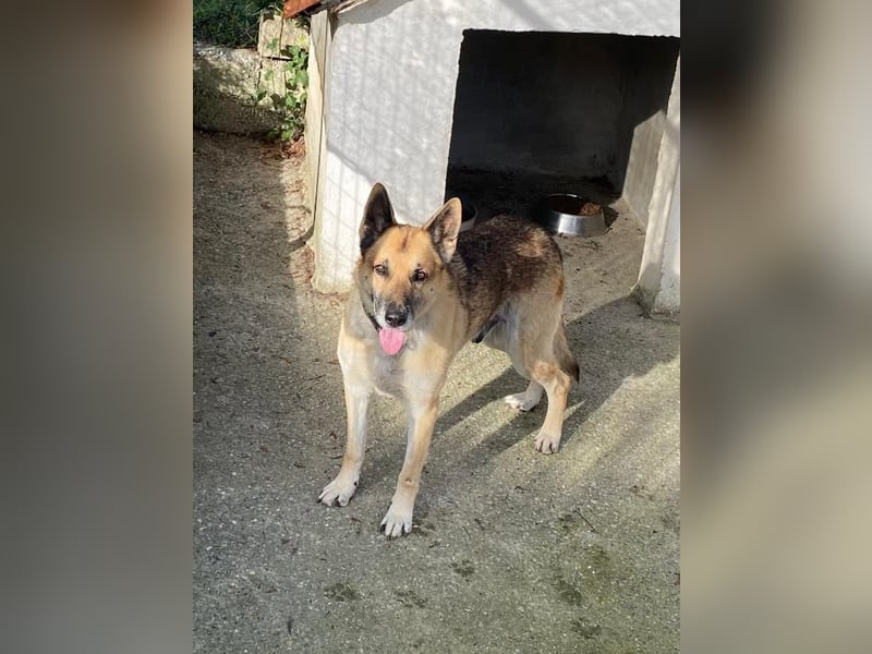 Hund Rüde Tierschutz Deutscher Schäferhund Bundesweite Vermittlung