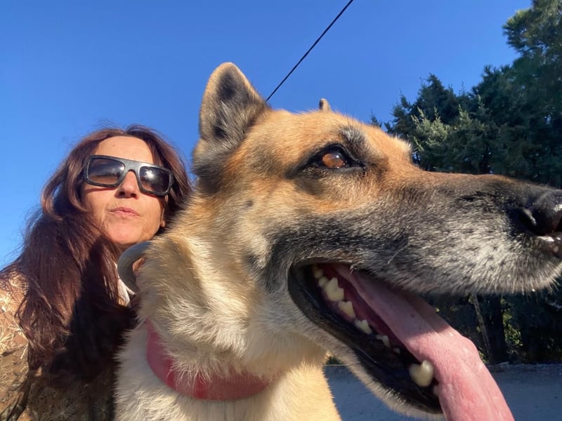 Hund Rüde Tierschutz Deutscher Schäferhund Bundesweite Vermittlung