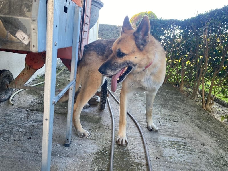 Hund Rüde Tierschutz Deutscher Schäferhund Bundesweite Vermittlung