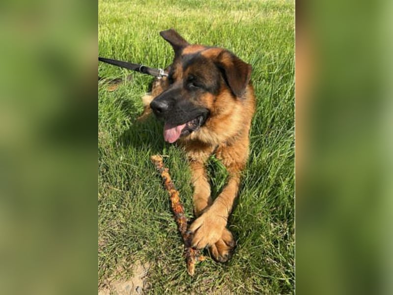 Deutscher Schäferhund