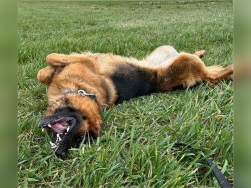 Deutscher Schäferhund