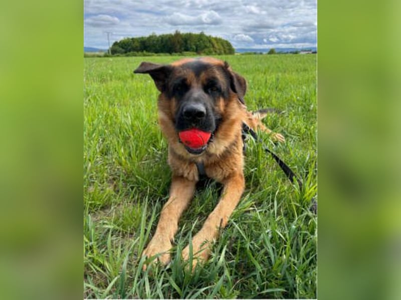 Deutscher Schäferhund