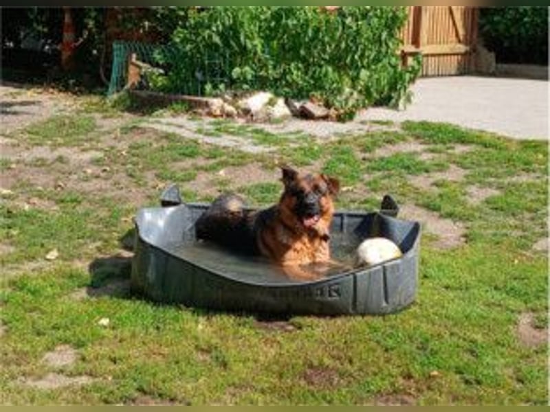 Deutscher Schäferhund