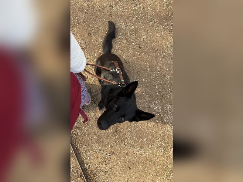 Asta in 60326 – schwarze Schönheit auf der Suche nach ihrem Glück