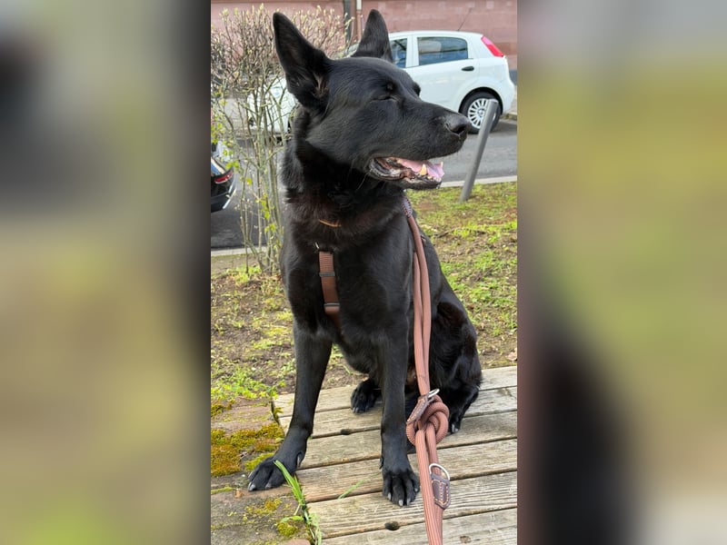 Asta in 60326 – schwarze Schönheit auf der Suche nach ihrem Glück