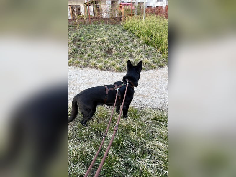 Asta in 60326 – schwarze Schönheit auf der Suche nach ihrem Glück