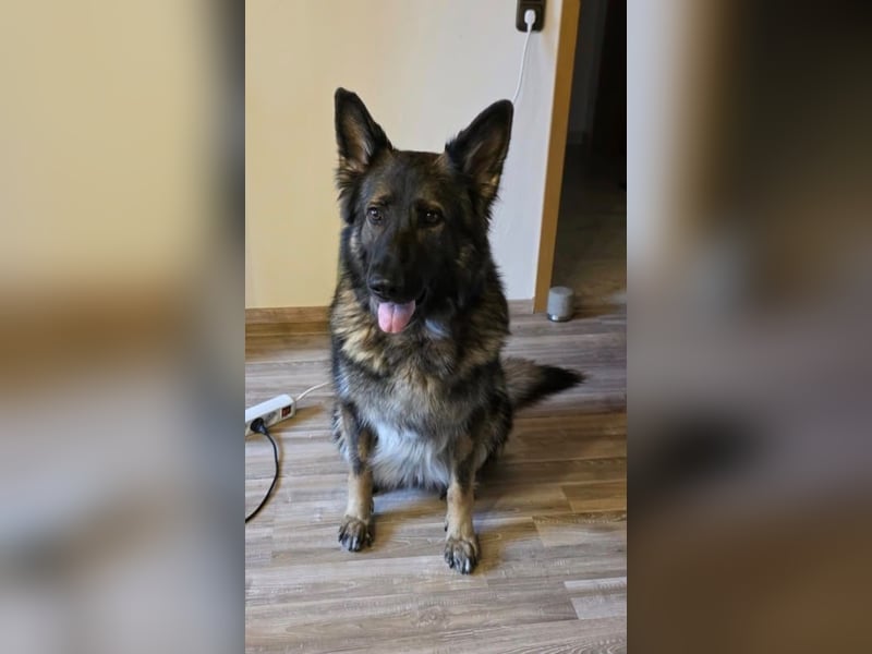 Lenia - treue Schäferhund-Dame (wartet in 92318)