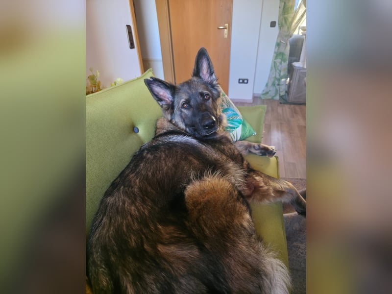 Lenia - treue Schäferhund-Dame (wartet in 92318)