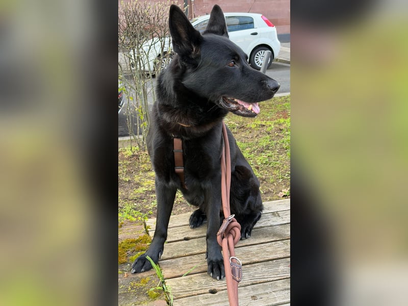 Asta in 60326 – schwarze Schönheit auf der Suche nach ihrem Glück