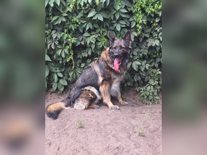 Lenia - treue Schäferhund-Dame (wartet in 92318)
