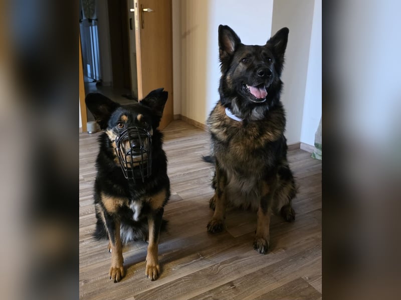Lenia - treue Schäferhund-Dame (wartet in 92318)