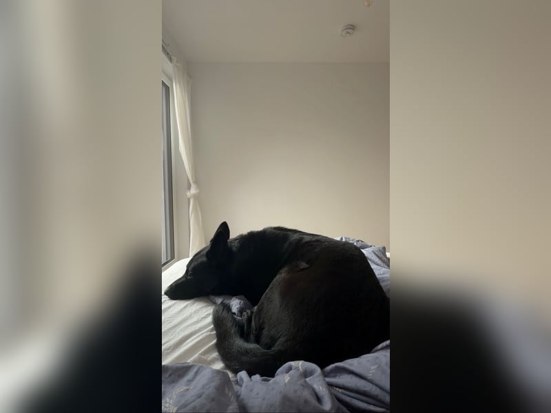 Asta in 60326 – schwarze Schönheit auf der Suche nach ihrem Glück