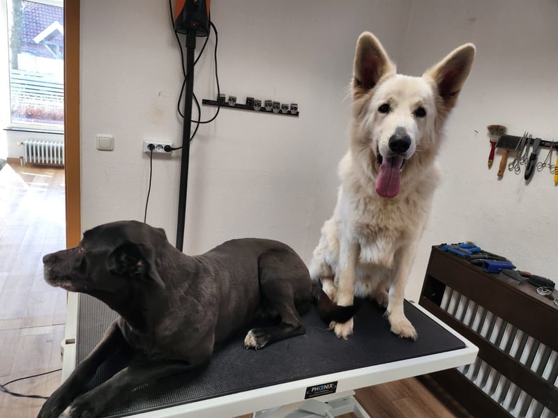 Schweizer Schäferhund