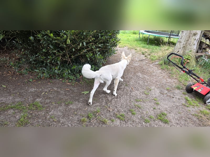 Schweizer Schäferhund