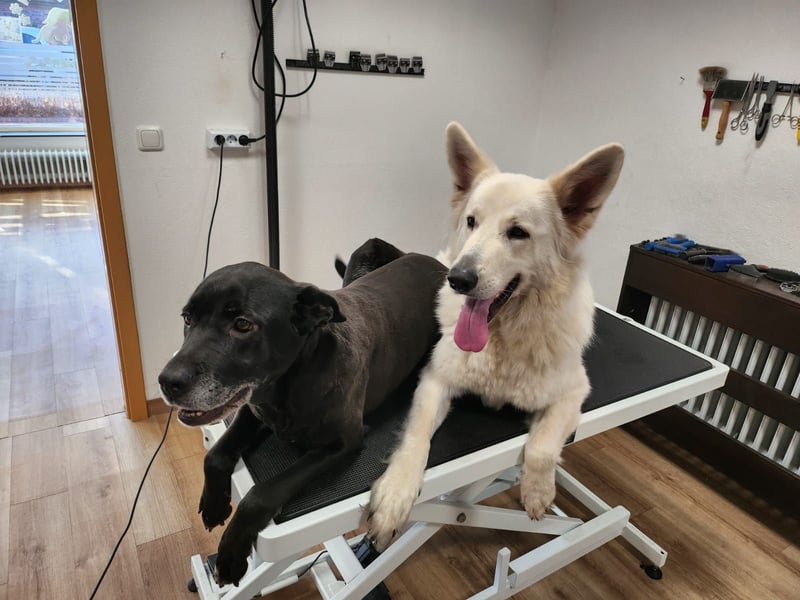 Schweizer Schäferhund