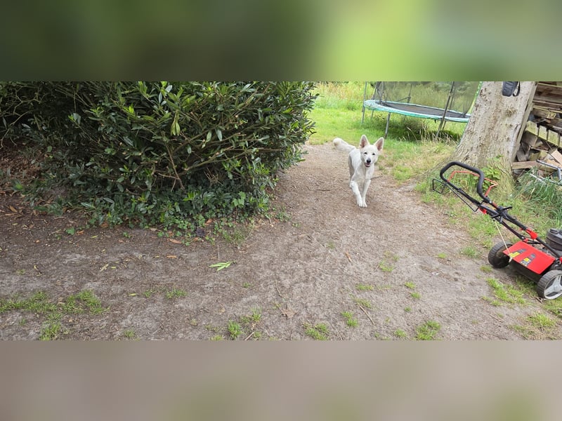 Schweizer Schäferhund
