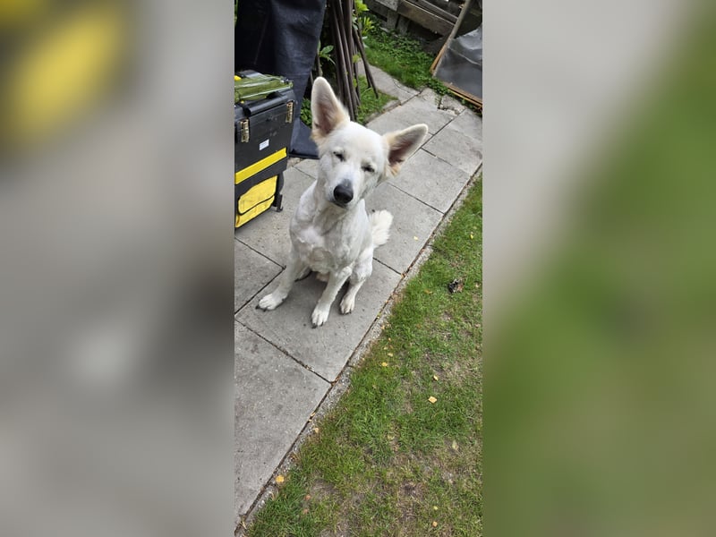 Schweizer Schäferhund