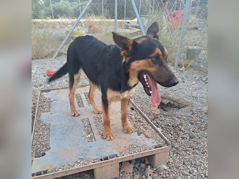 Junger SchäferhundMix KOOS sucht sein Zuhause